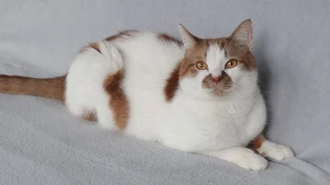 Red cat lying on the sofa. Pets at home. Vídeo Stock 129036439