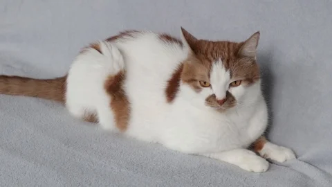 Red cat lying on the sofa. Pets at home. Vídeo Stock 129718362