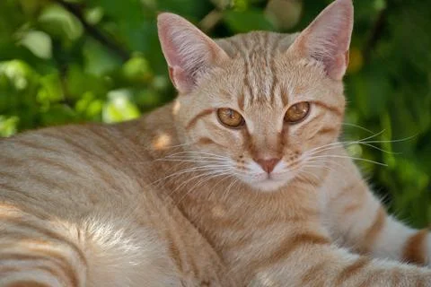Red cat lying on a stone wall Foto stock