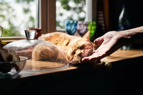 The red cat is lying on the table and his chin is Stock Photos