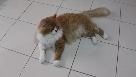 Red cat lying on tile flooring Stock Footage 141306294