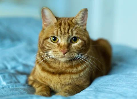 Red cat lying on a turquoise background Stock Photos