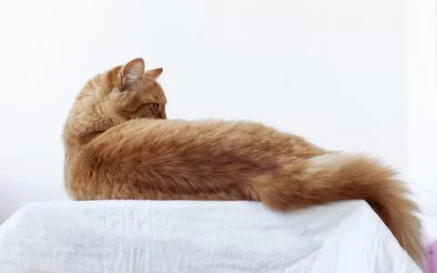The red cat is lying on a white surface with its back to the camera and has t Foto stock