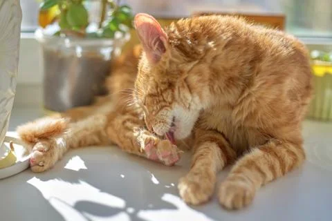 Red cat lying on a white window sill and licking its hind leg, close-up Stock Photos