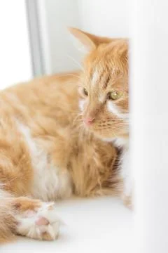 Red cat lying on a window sill. Ginger cat sleeping on soft white blanket, co Stock Photos