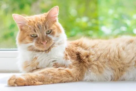 Red cat lying on a window sill. Ginger cat sleeping on soft white blanket, co Stock Photos