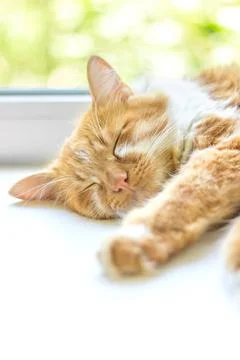 Red cat lying on a window sill. Ginger cat sleeping on soft white blanket, co Stock Photos