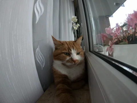 Red cat lying on the windowsill and winking Stock Footage 120697195