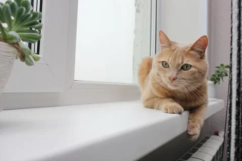 A red cat lying on the windowsill next to the houseplants. Allergens Stock Photos
