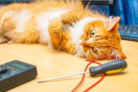 A red cat is lying on a work desk near the computer and keyboard Stock Photos