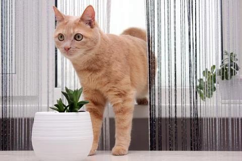 A red cat making its way from the windowsill through the thread curtains Stock Photos