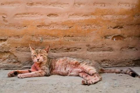 Red cat in Marrakech, Morocco. Stock Photos