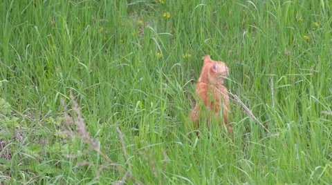 Red cat in the meadow Stock Footage 49895698