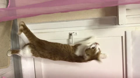 The red cat meow, asks to open the door. Vertical video Stock Footage 277112055