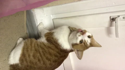 The red cat meow, asks to open the door. Vertical video. Stock Footage 277112104
