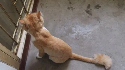 Red cat is moving on cement flooring Stock Footage 195004428