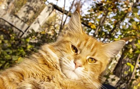 Red cat muzzle looks directly into the camera Stock Photos
