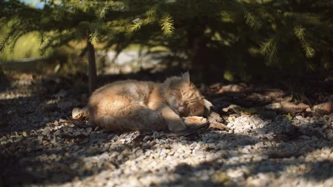 Red Cat Napping Under the Shadow of Tree 스톡 동영상 103224809