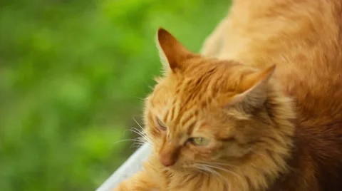 Red cat in nature Stock Footage 66446440