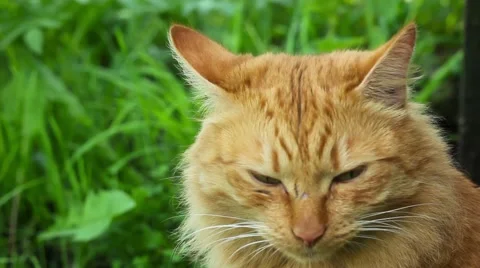 Red cat in nature Stock Footage 66446442