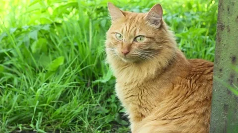 Red cat in nature Stock Footage 66446448