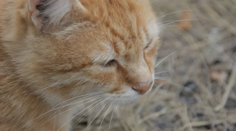 Red cat outdoors Stock Footage 33908068