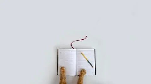 Red cat paws on diary 스톡 사진
