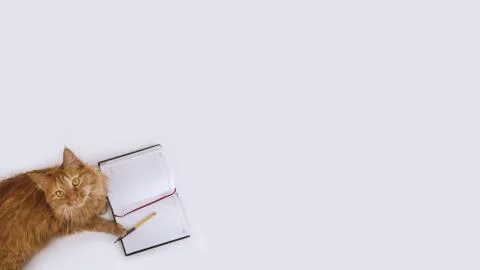 Red cat paws on diary Stock Photos
