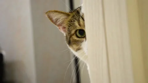 Red cat peeks out from behind the door. portrait of a cat that follows Stock Footage 168767845