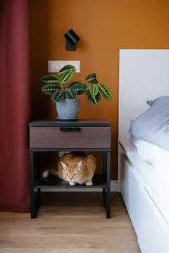 The red cat pet hid in the bedside table in the master's bedroom. indoor gree Stock Photos
