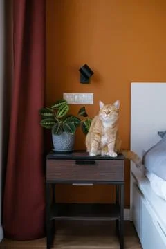 A red cat pet sits on a bedside table in the master's bedroom. indoor green p Stock Photos