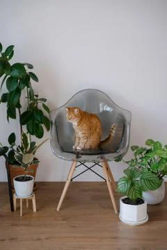 A red cat pet sits on a plastic chair among indoor green plants in a cozy hou Stock Photos