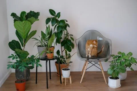 A red cat pet sits on a plastic chair among indoor green plants in a cozy hou Stock Photos