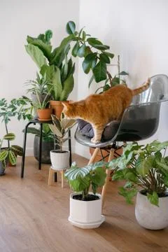 A red cat pet sits on a plastic chair among indoor green plants in a cozy hou Stock Photos