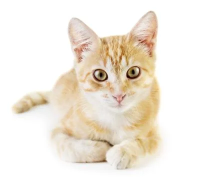 Red cat Stock Photos