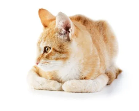 Red cat Stock Photos