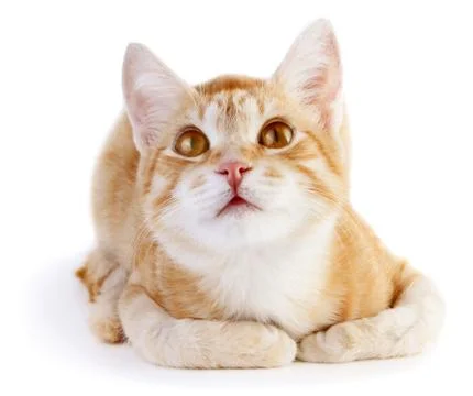 Red cat Stock Photos