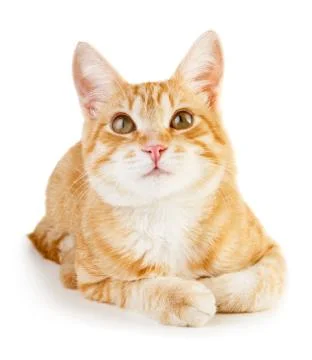 Red cat Stock Photos