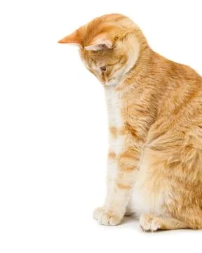 Red cat Stock Photos