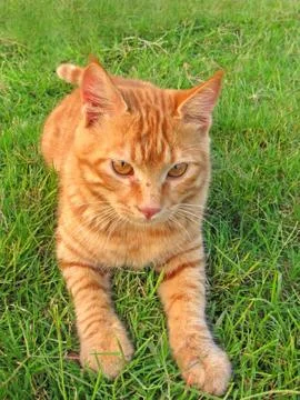 Red cat Stock Photos