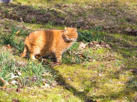 Red cat Stock Photos