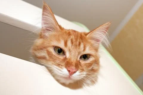 Red cat Stock Photos