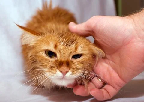 Red cat Stock Photos