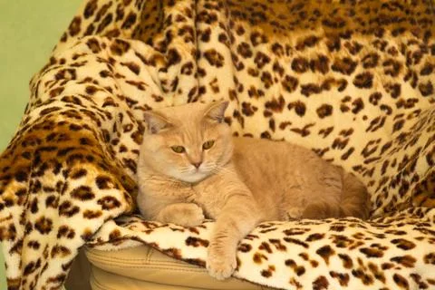 Red Cat 스톡 사진