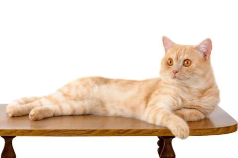 Red cat Stock Photos