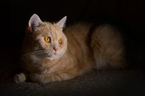 Red cat Stock Photos