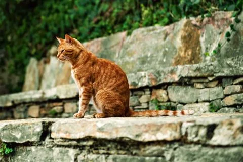 Red cat Stock Photos