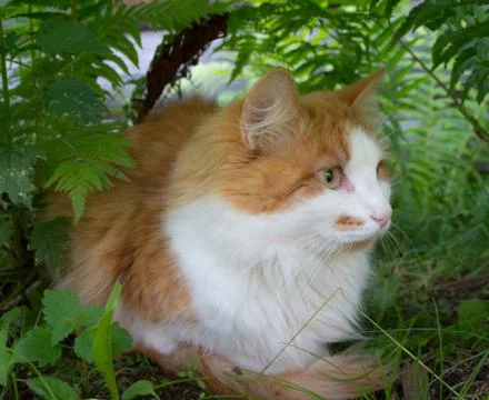 Red cat Stock Photos