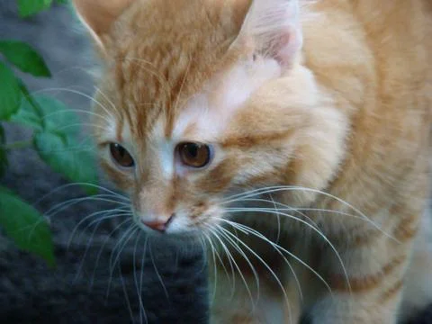 Red cat Stock Photos