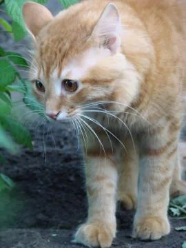 Red cat Stock Photos